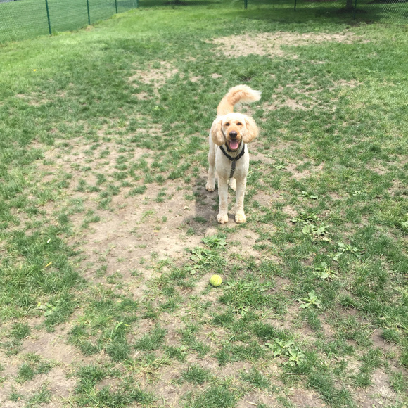 Hi I'm Matcha!! - Picture 1 of 3